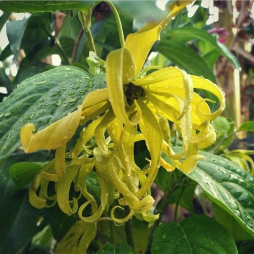 Detail Gambar Bunga Kenanga Kuning Nomer 42