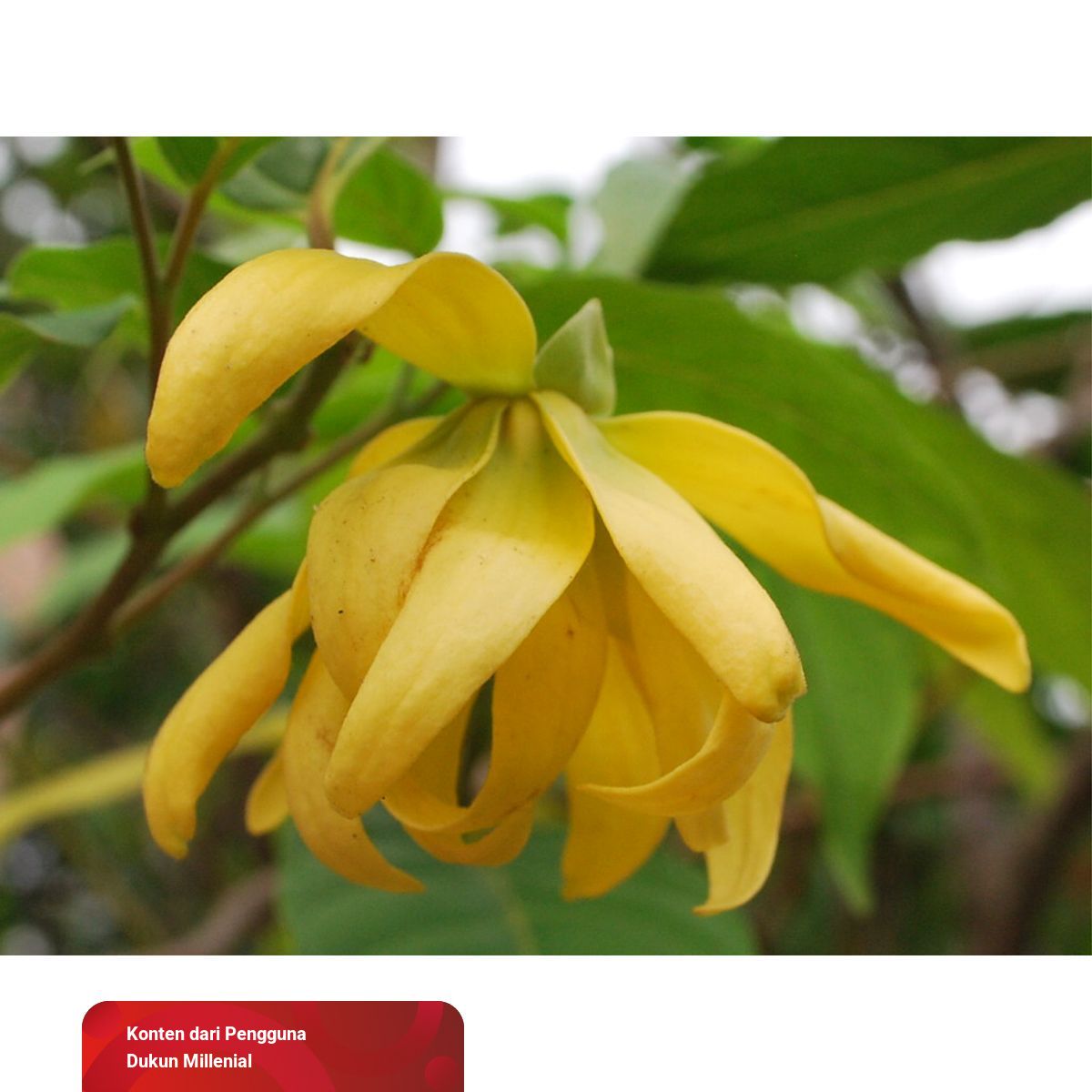 Detail Gambar Bunga Kenanga Kuning Nomer 53
