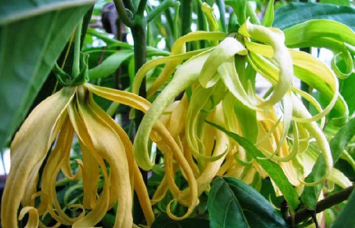 Detail Gambar Bunga Kenanga Kuning Nomer 7