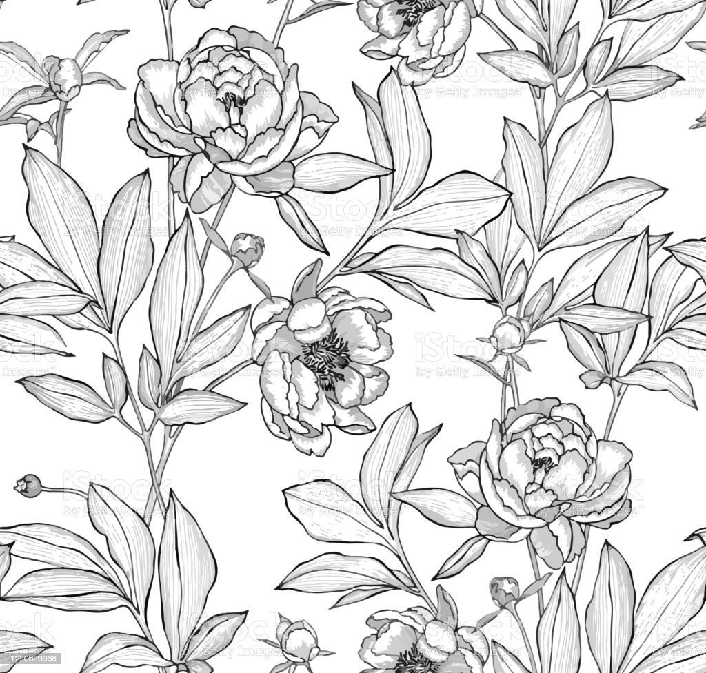 Detail Gambar Bunga Kerangka Nomer 38