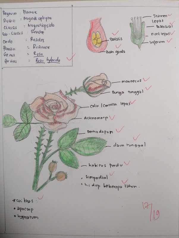 Detail Gambar Bunga Keren Tulisan Tangan Nomer 40