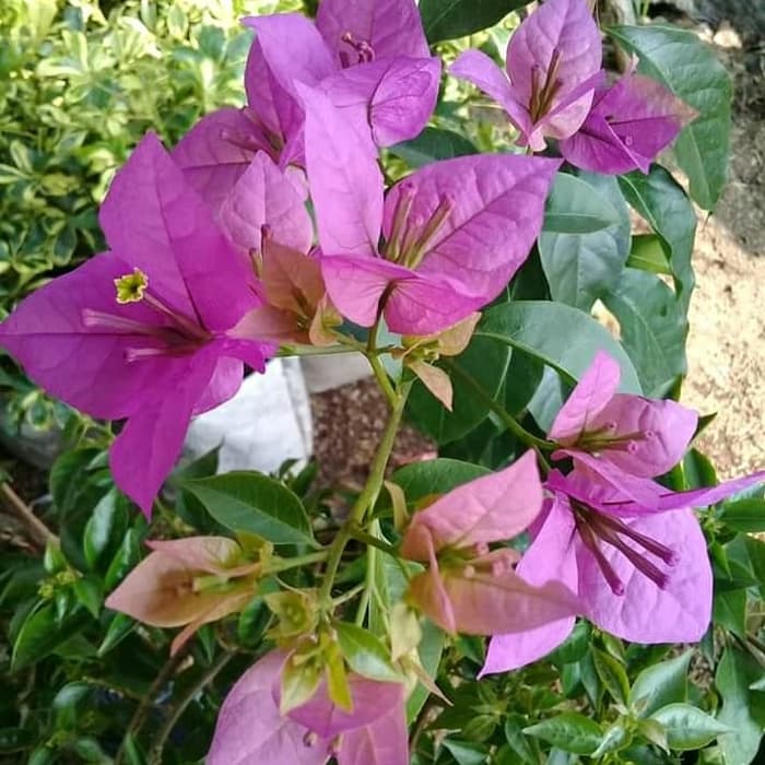 Gambar Bunga Kertas Bugenvil - KibrisPDR