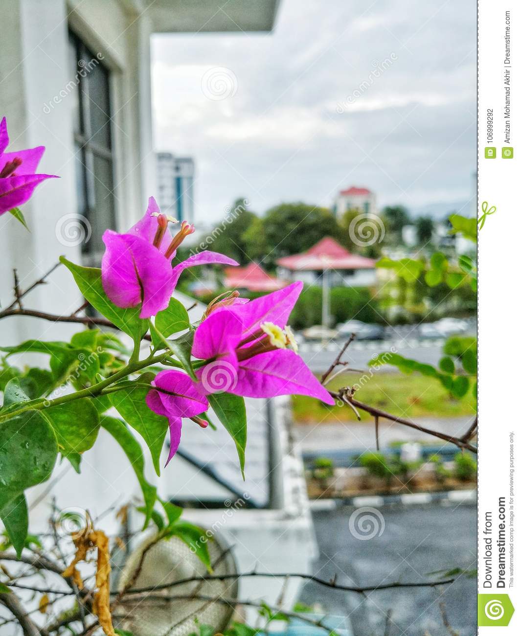 Detail Gambar Bunga Kertas Malaysia Nomer 19