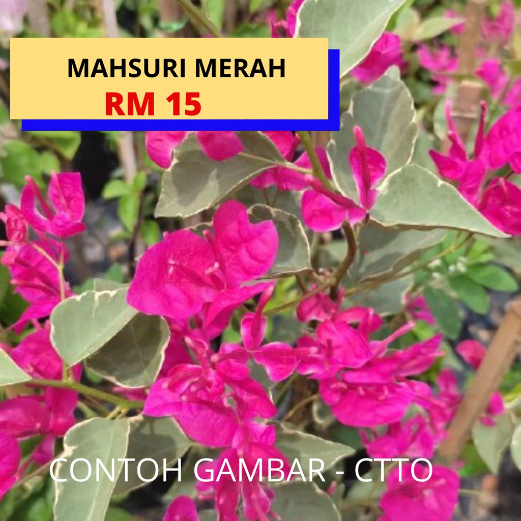 Detail Gambar Bunga Kertas Malaysia Nomer 20