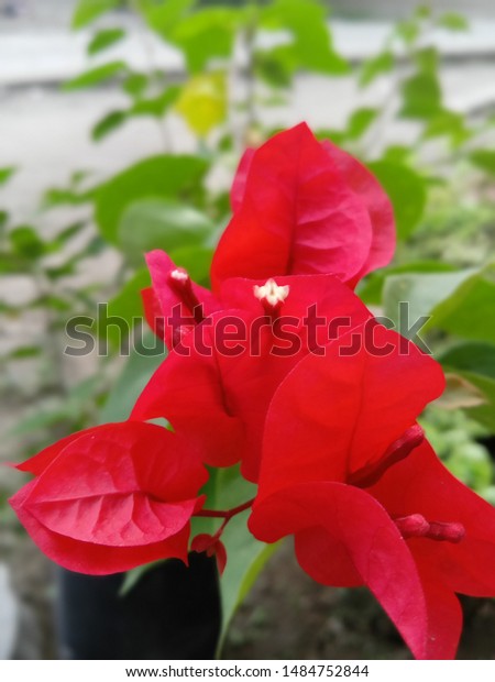 Detail Gambar Bunga Kertas Merah Nomer 20