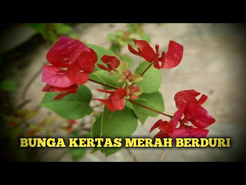 Detail Gambar Bunga Kertas Merah Nomer 30