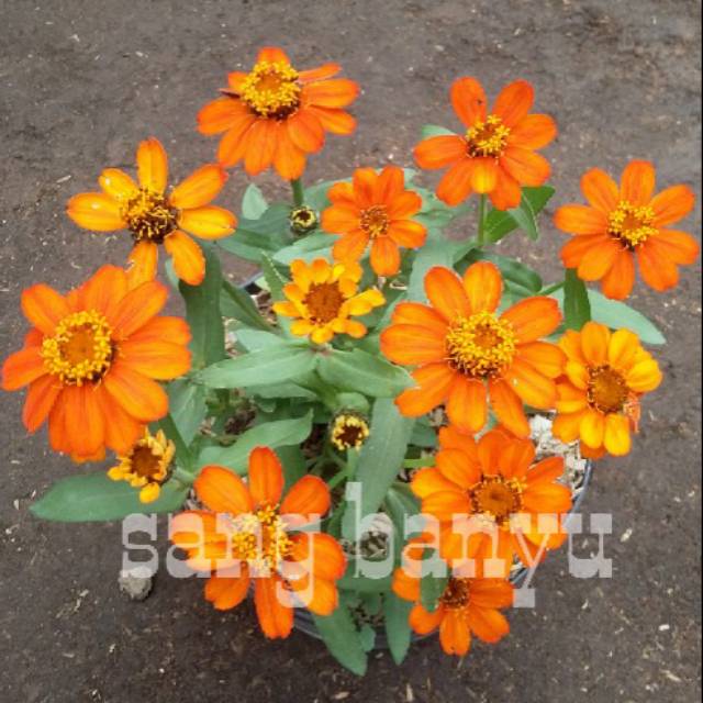 Detail Gambar Bunga Kertas Orange Nomer 13