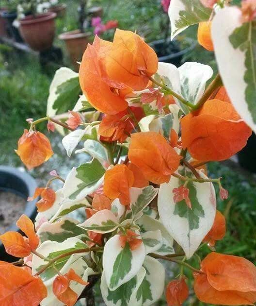 Detail Gambar Bunga Kertas Orange Nomer 5