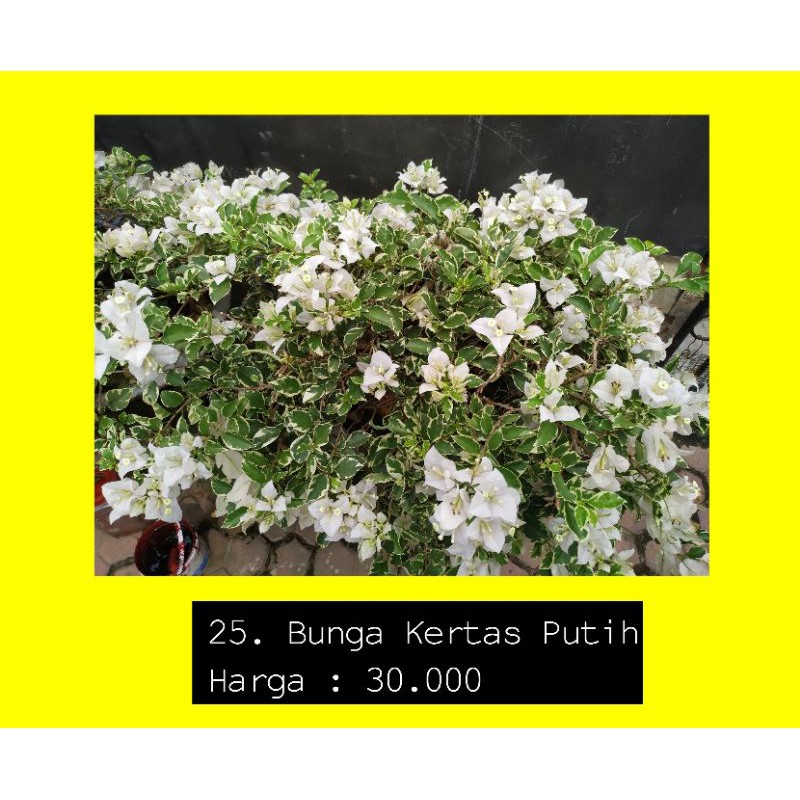 Detail Gambar Bunga Kertas Putih Nomer 35