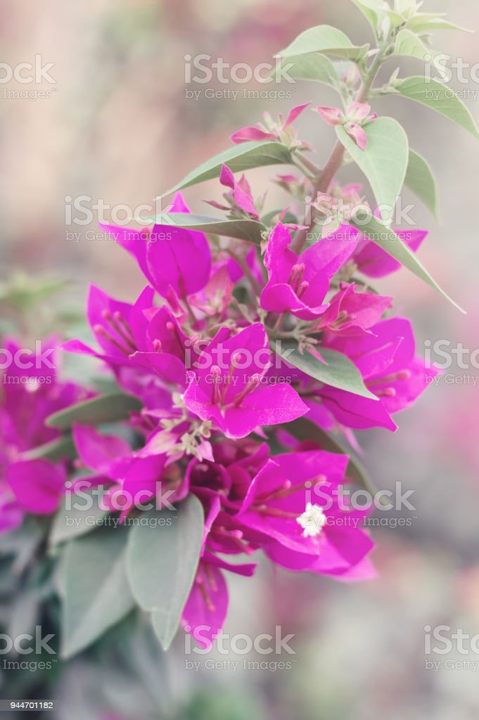 Detail Gambar Bunga Kertas Yang Indah Nomer 13