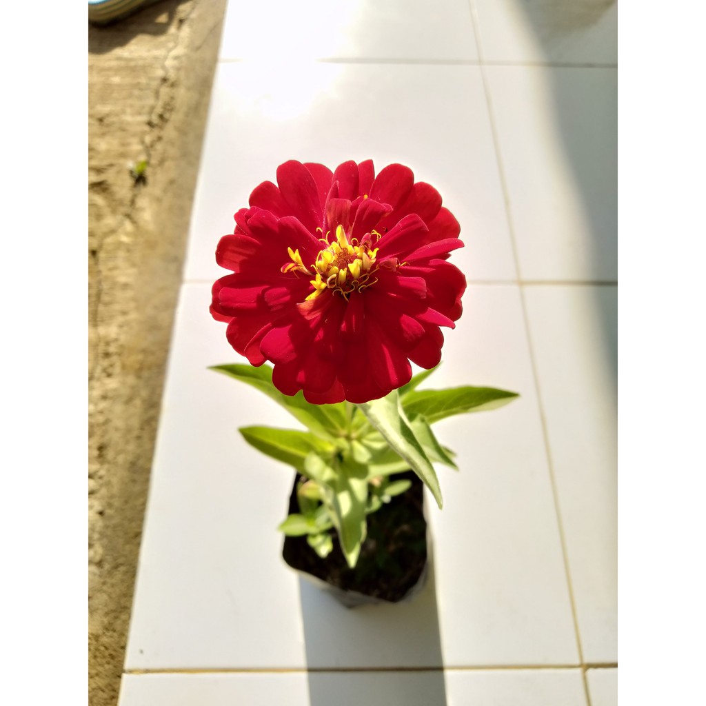 Detail Gambar Bunga Kertas Zinnia Nomer 38