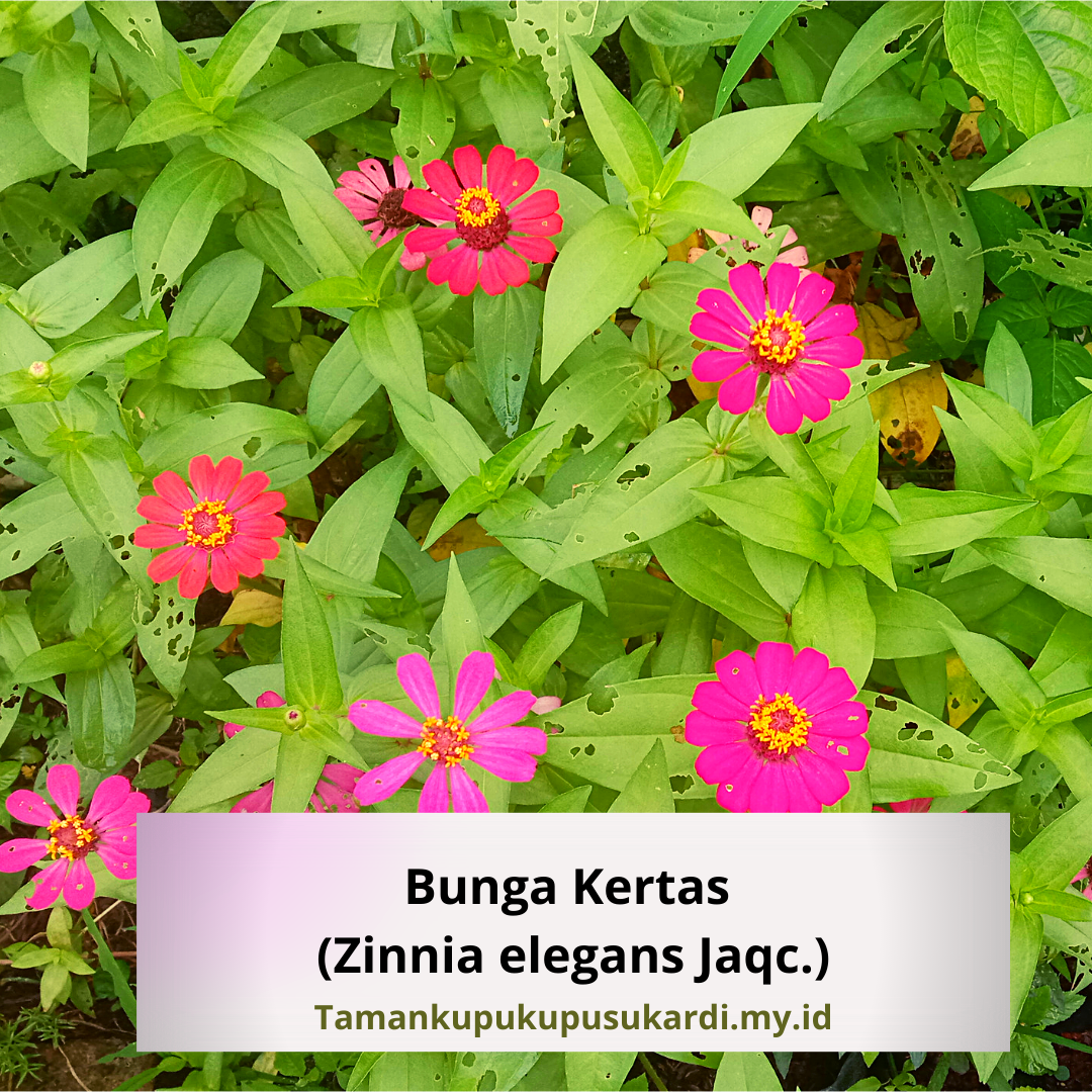 Detail Gambar Bunga Kertas Zinnia Nomer 54