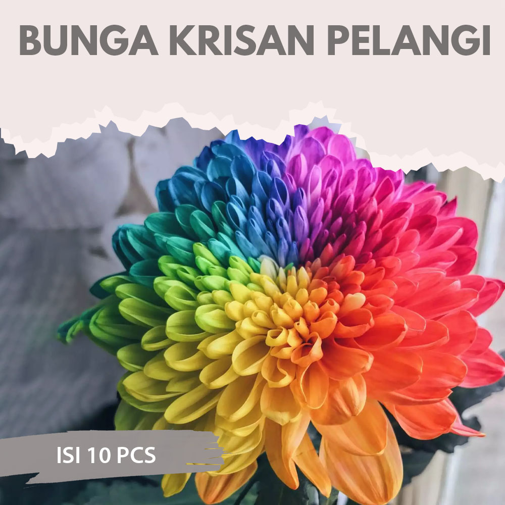 Detail Gambar Bunga Krisan Pelangi Nomer 18