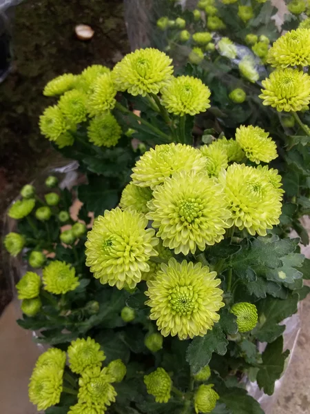 Detail Gambar Bunga Krisan Pompom Nomer 10