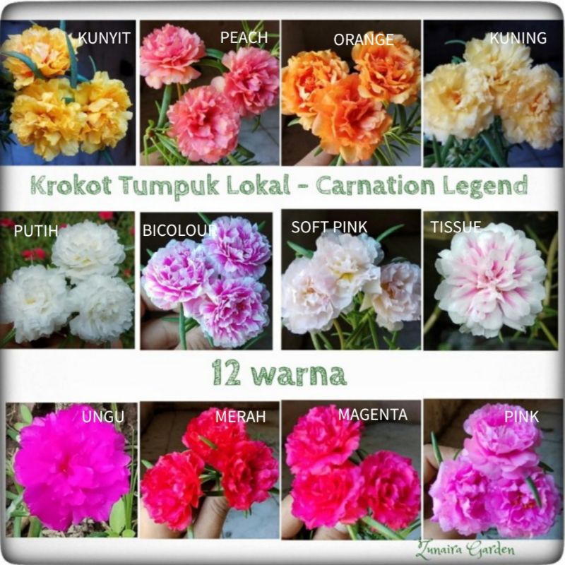 Detail Gambar Bunga Krokot Tumpuk Nomer 30