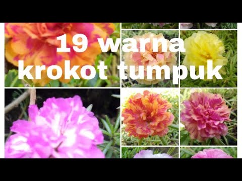 Download Gambar Bunga Krokot Tumpuk Nomer 40