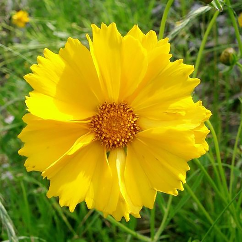 Detail Gambar Bunga Kuning Nomer 2