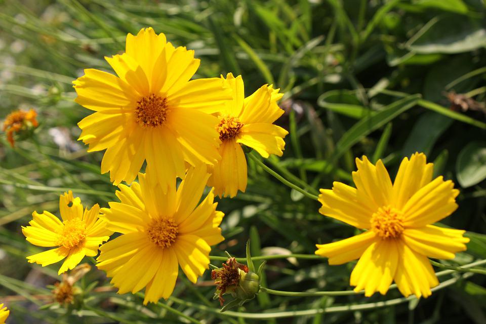 Detail Gambar Bunga Kuning Nomer 11