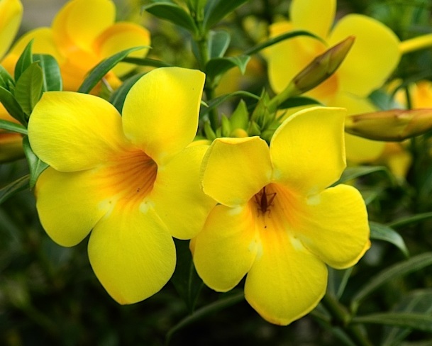 Detail Gambar Bunga Kuning Nomer 13