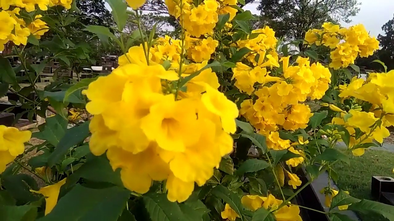 Detail Gambar Bunga Kuning Nomer 34