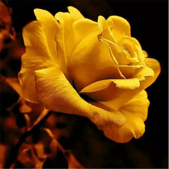 Detail Gambar Bunga Kuning Cantik Nomer 20
