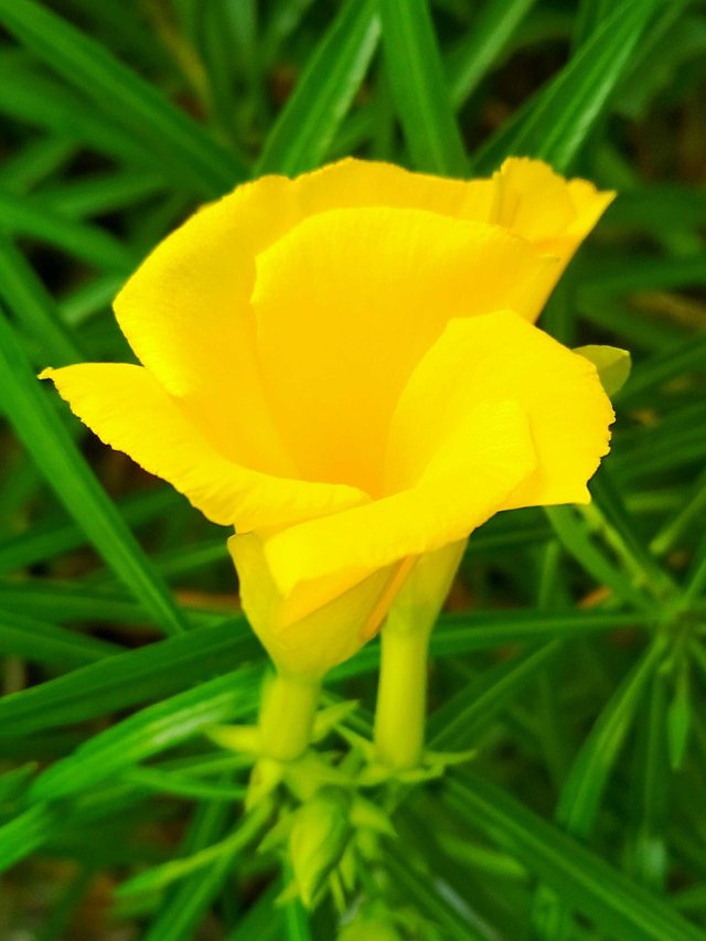 Detail Gambar Bunga Kuning Cantik Nomer 30