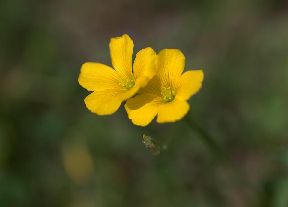 Detail Gambar Bunga Kuning Cantik Nomer 41