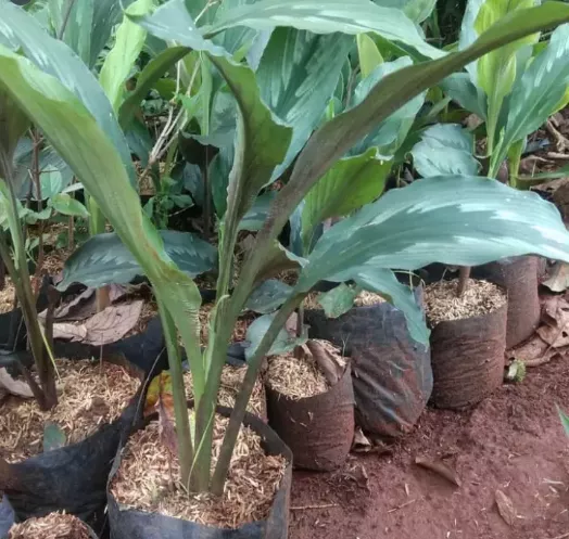 Detail Gambar Bunga Kunyit Putih Nomer 44
