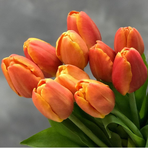 Detail Gambar Bunga La Tulip Nomer 43