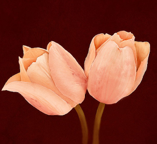 Detail Gambar Bunga La Tulip Nomer 47