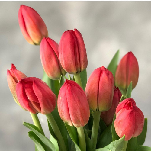 Detail Gambar Bunga La Tulip Nomer 48