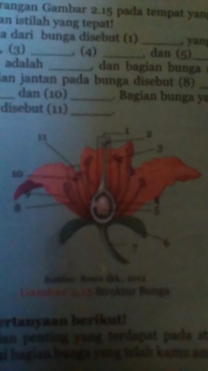 Detail Gambar Bunga Labu Dan Bagian Bagiannya Nomer 43
