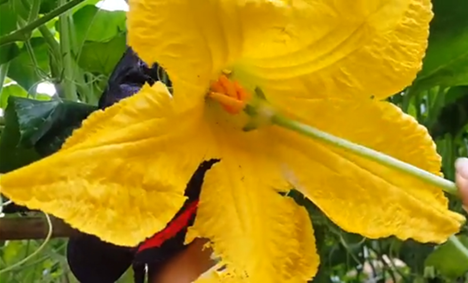 Detail Gambar Bunga Labu Warna Kuning Nomer 26