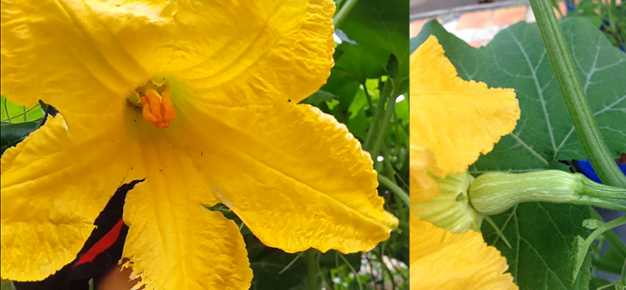 Detail Gambar Bunga Labu Warna Kuning Nomer 30