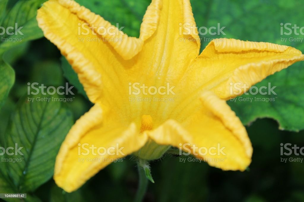 Detail Gambar Bunga Labu Warna Kuning Nomer 5