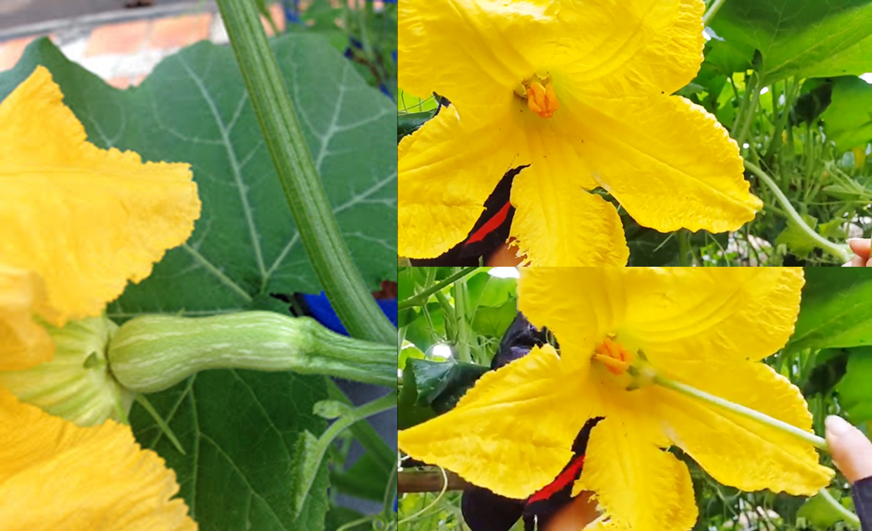 Detail Gambar Bunga Labu Warna Kuning Nomer 47