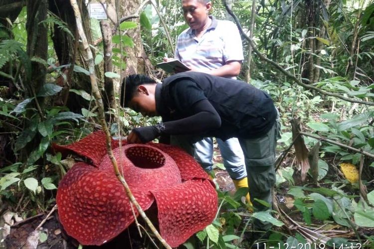 Detail Gambar Bunga Langka Yang Ada Di Indonesia Nomer 40