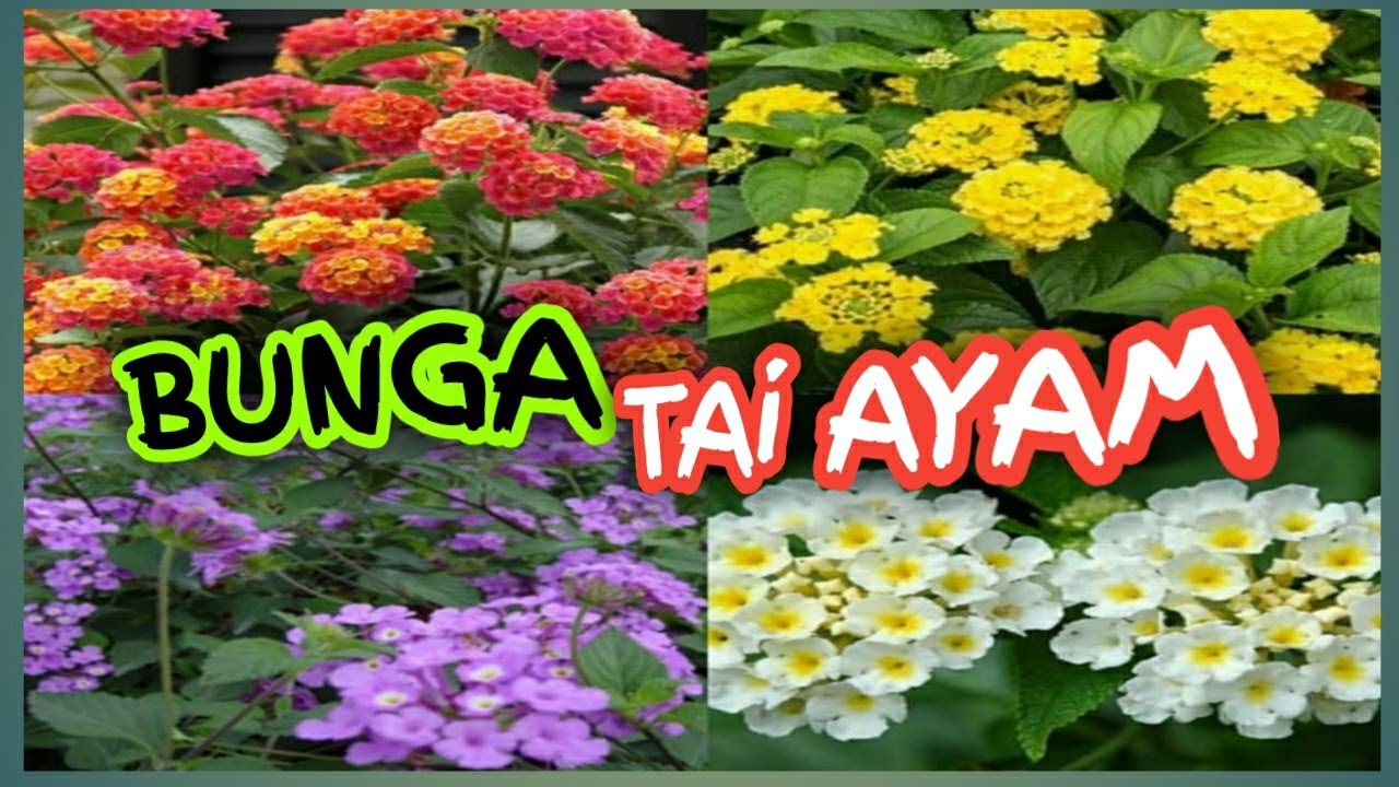 Detail Gambar Bunga Lantana Nomer 19