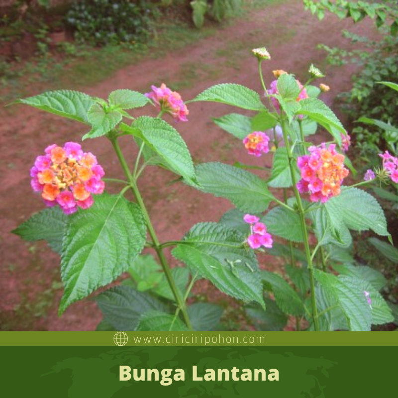 Detail Gambar Bunga Lantana Camara Nomer 16