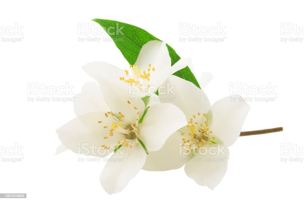 Detail Gambar Bunga Latar Belakang Putih Nomer 45