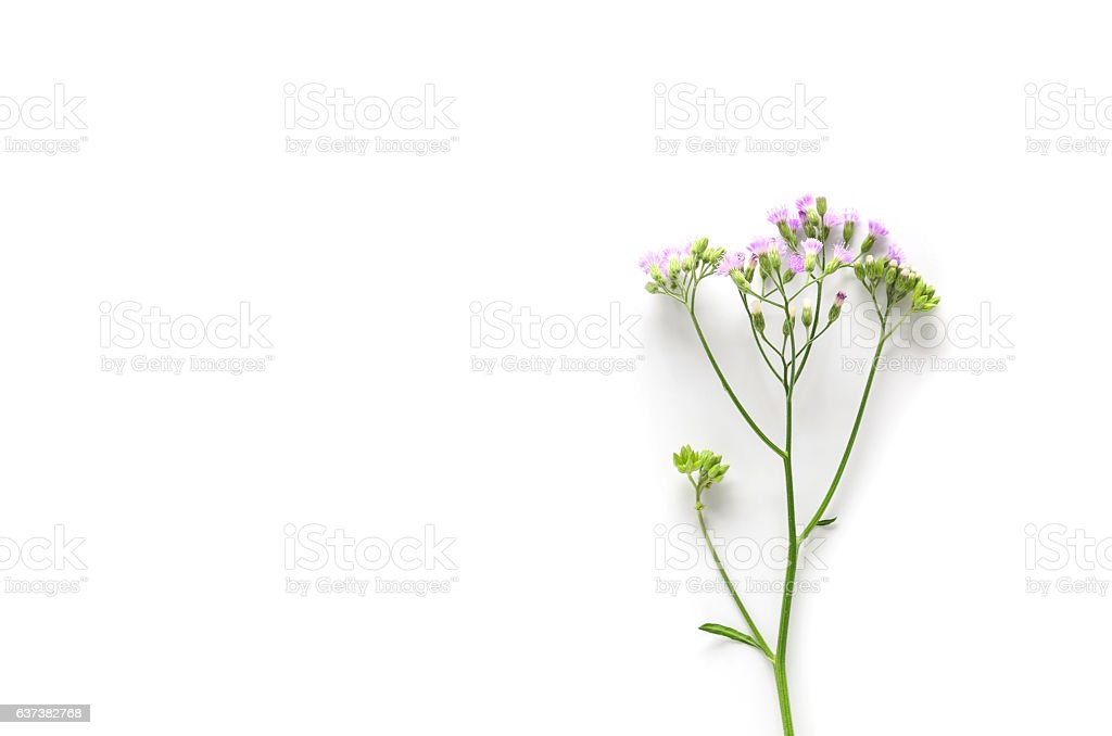 Detail Gambar Bunga Latar Belakang Putih Nomer 52