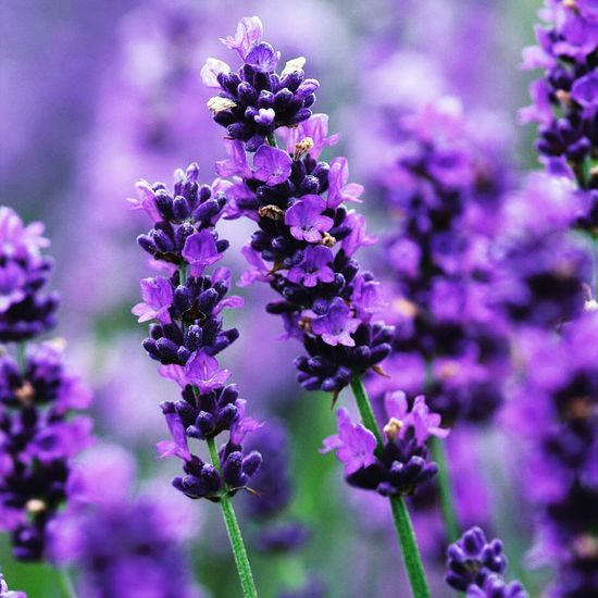 Gambar Bunga Lavender - KibrisPDR