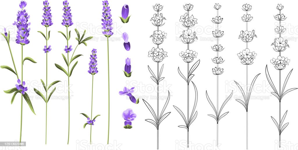 Detail Gambar Bunga Lavender Nomer 22
