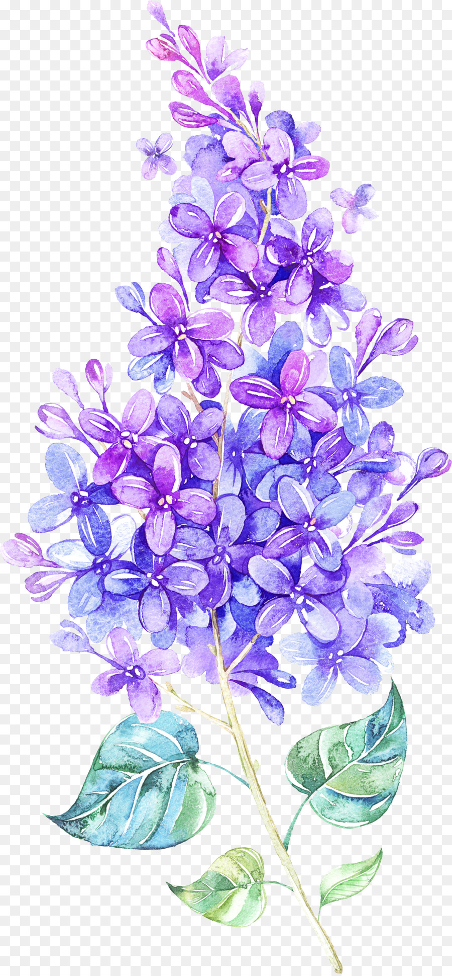 Detail Gambar Bunga Lavender Nomer 33