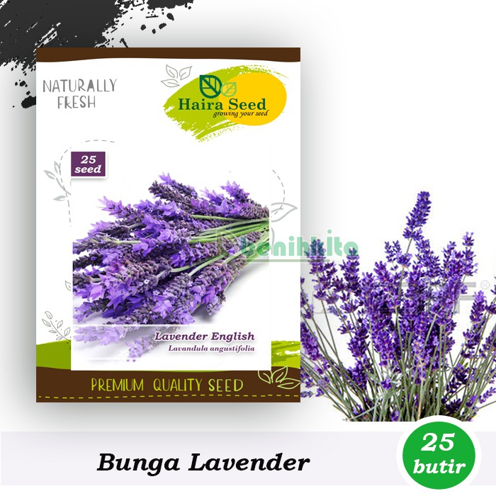 Detail Gambar Bunga Lavender Nomer 39