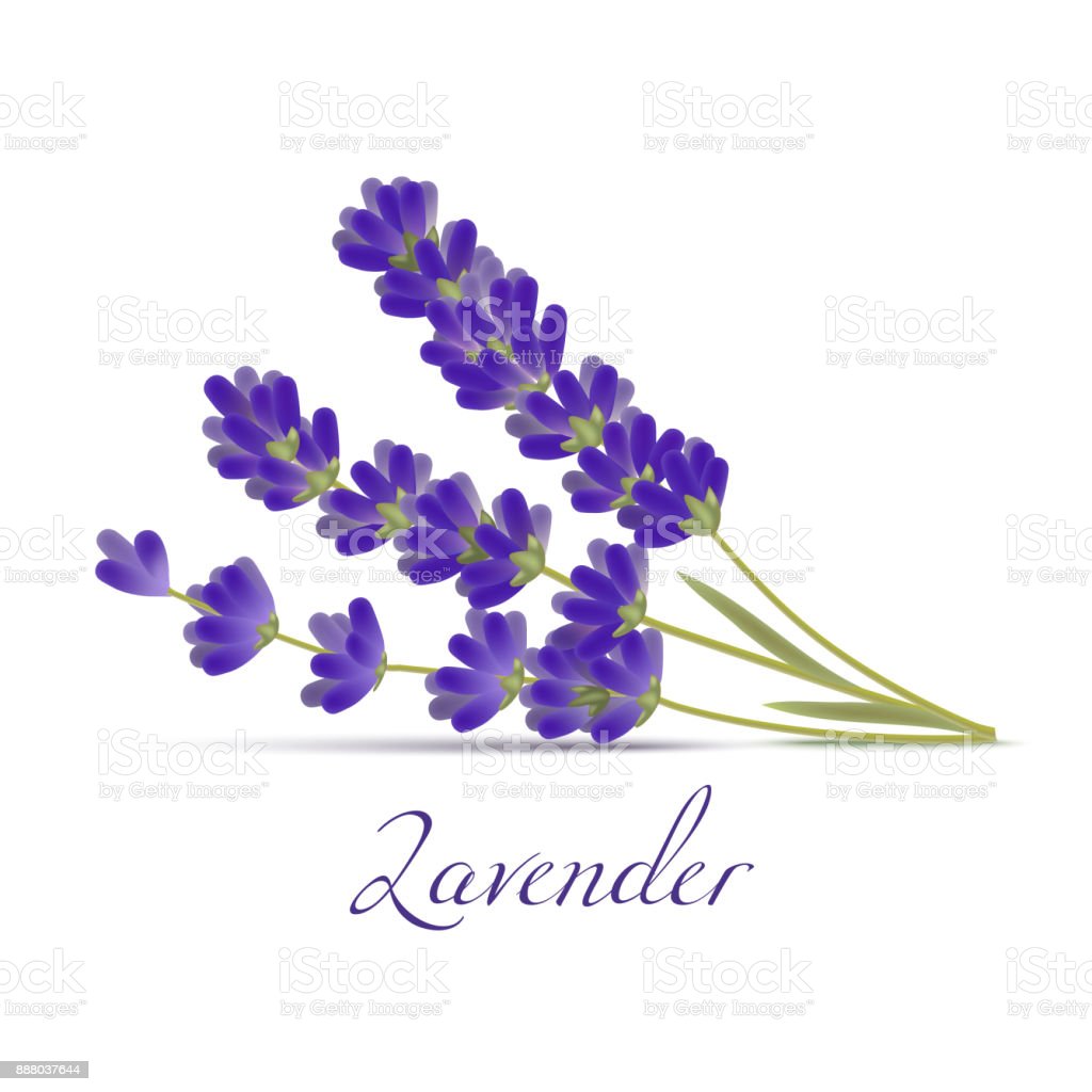Detail Gambar Bunga Lavender Nomer 50