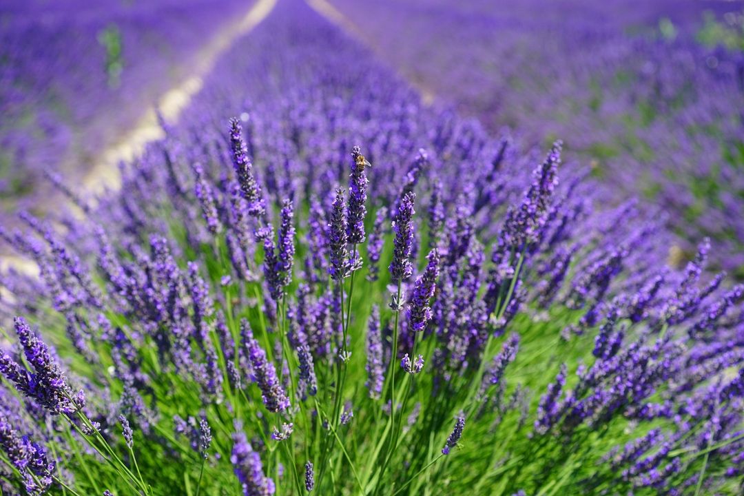 Detail Gambar Bunga Lavender Nomer 51