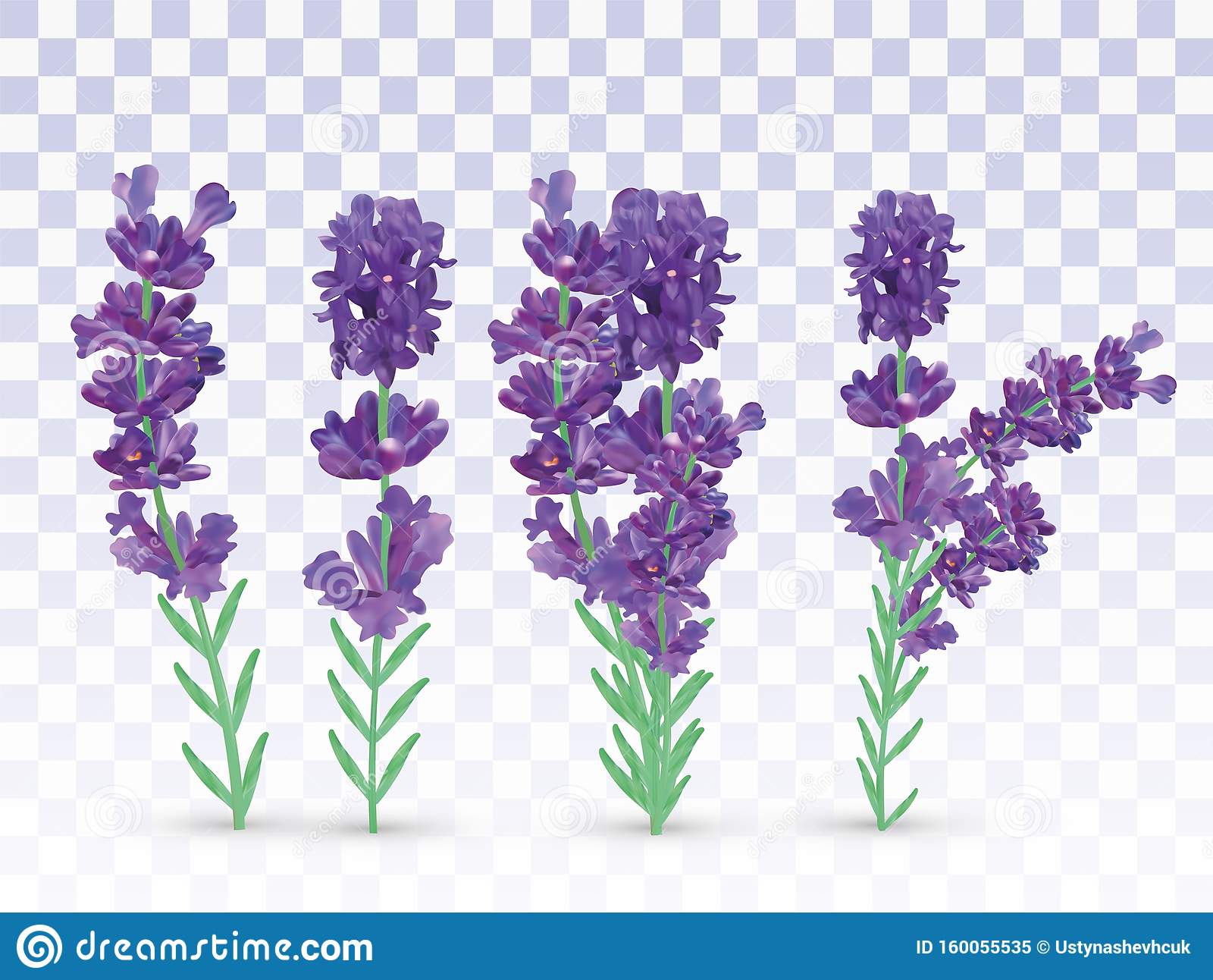 Detail Gambar Bunga Lavender Dan Lily Kartun Nomer 15