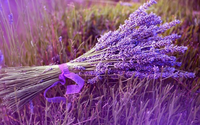 Detail Gambar Bunga Lavender Dari Sedotan Nomer 26