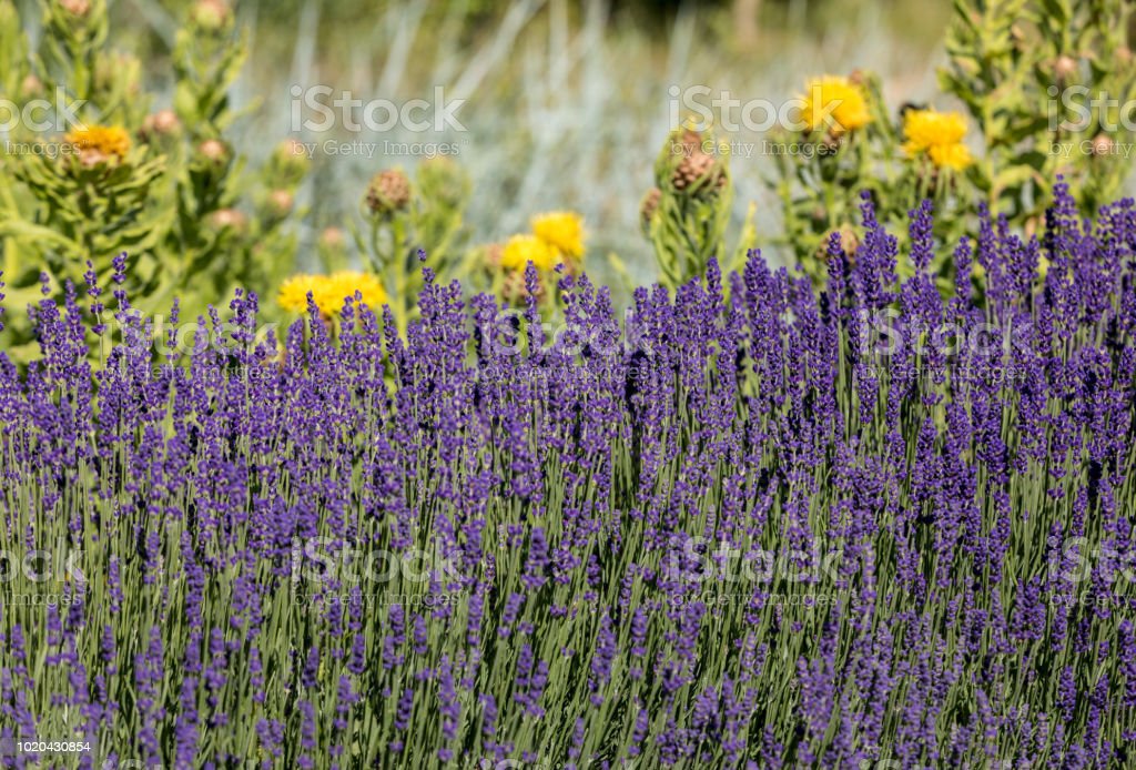 Detail Gambar Bunga Lavender Kuning Nomer 25